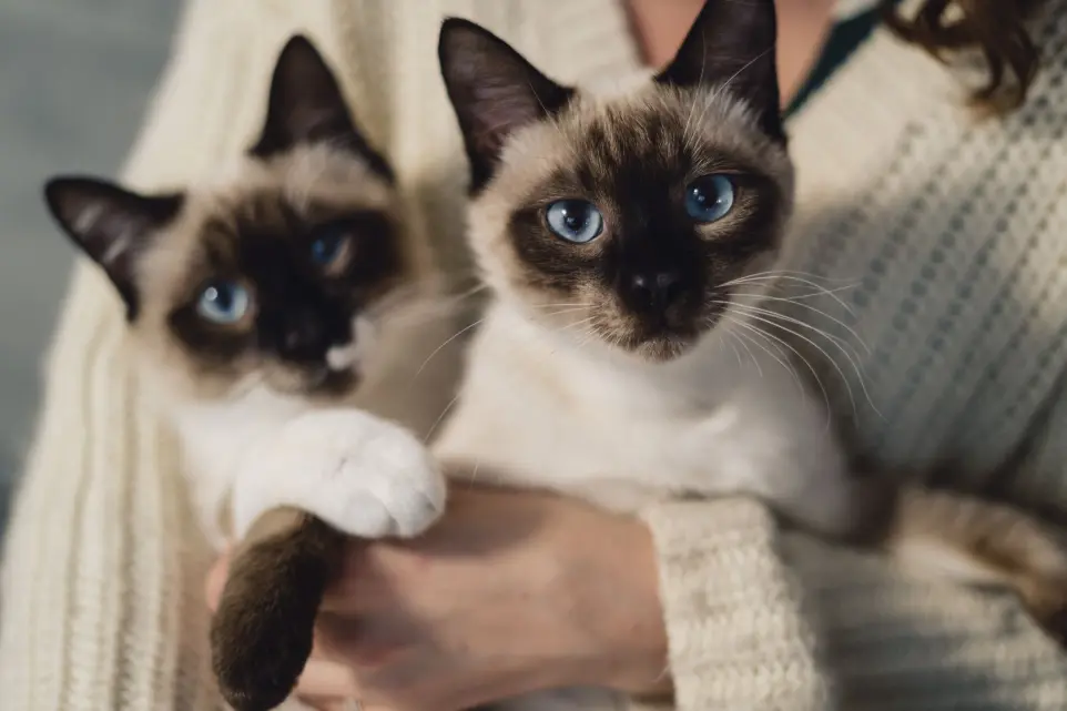Two Siamese cats sitting together
