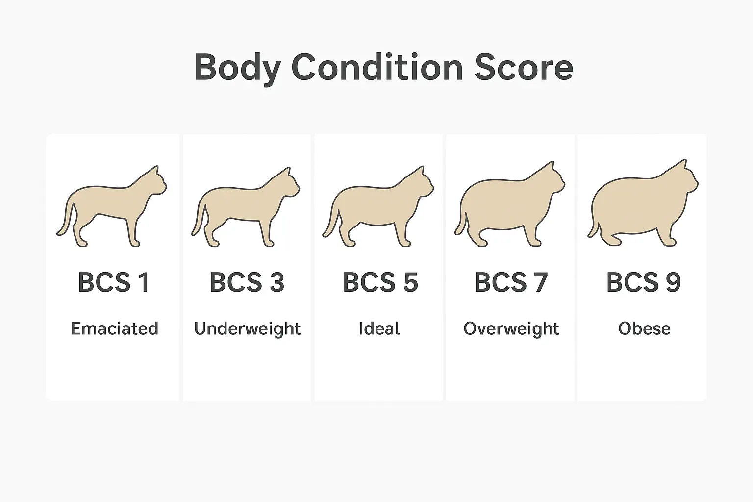 Body Condition Score